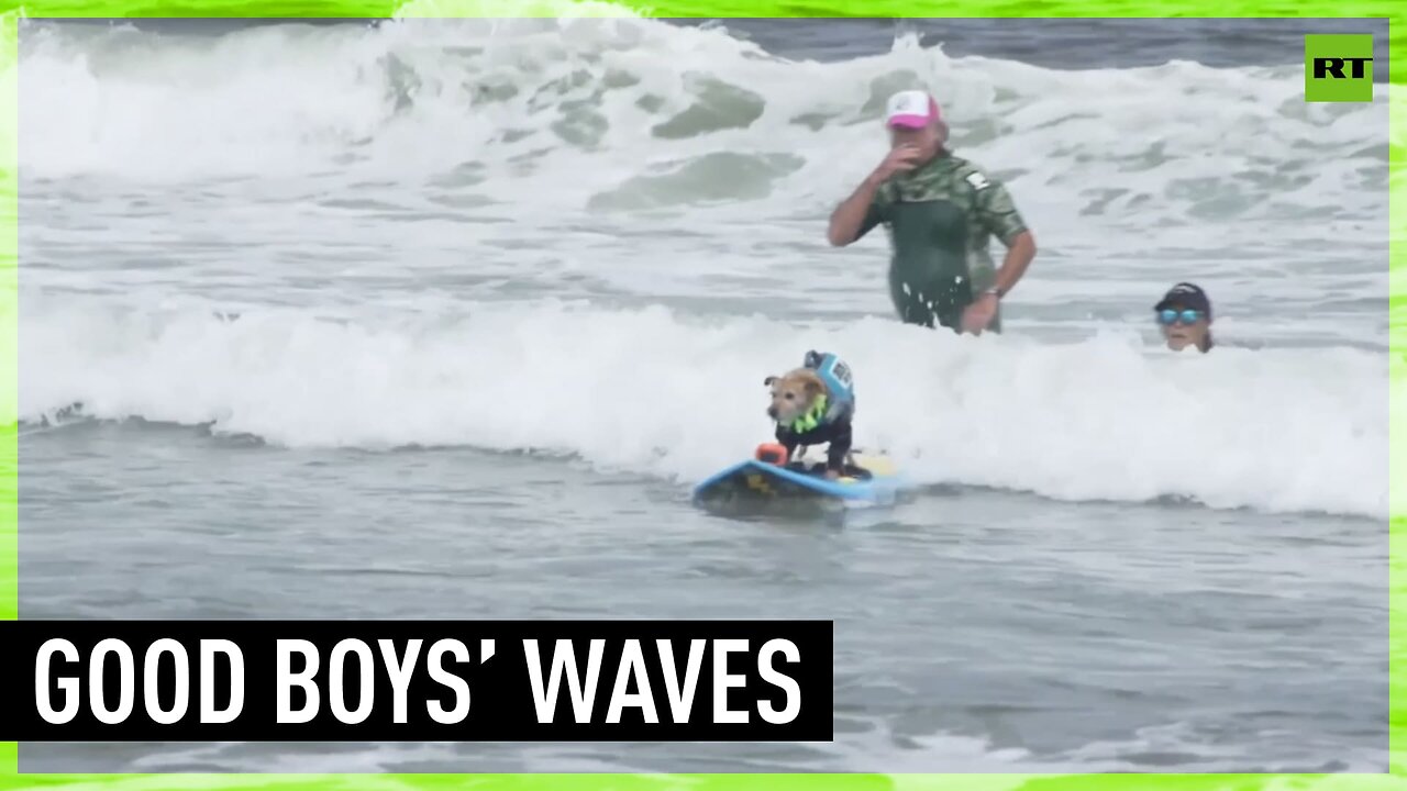 World Dog Surfing Championship brings all the good boys to California beach