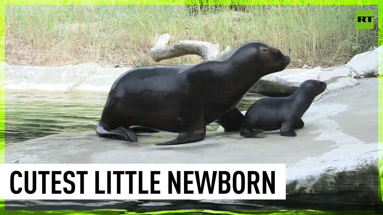 A cute maned seal cub attracts attention at Schönbrunn Zoo