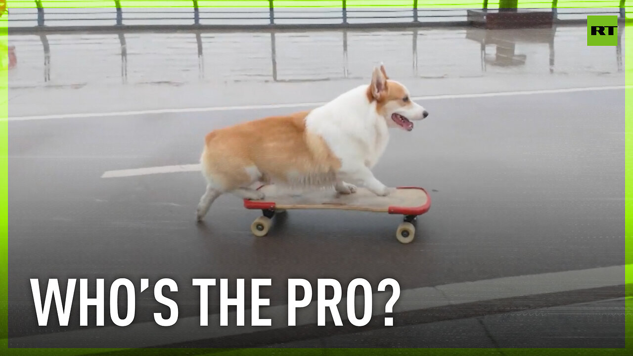 Skateboarding corgi goes viral with the cutest performing skills