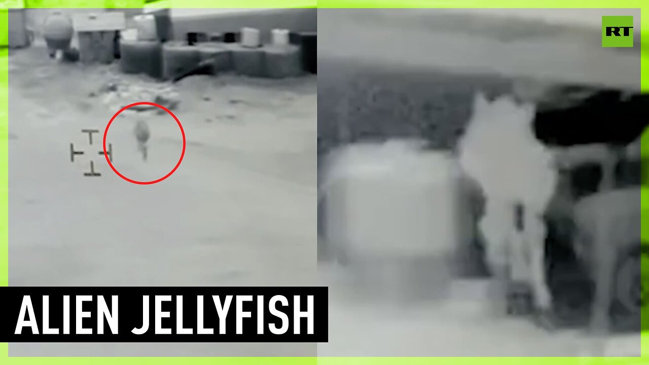 ‘Alien jellyfish’ terrorized US marine base