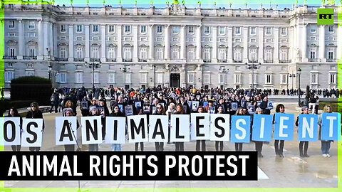 'Animal suffering has to end' | Activists protest in Madrid