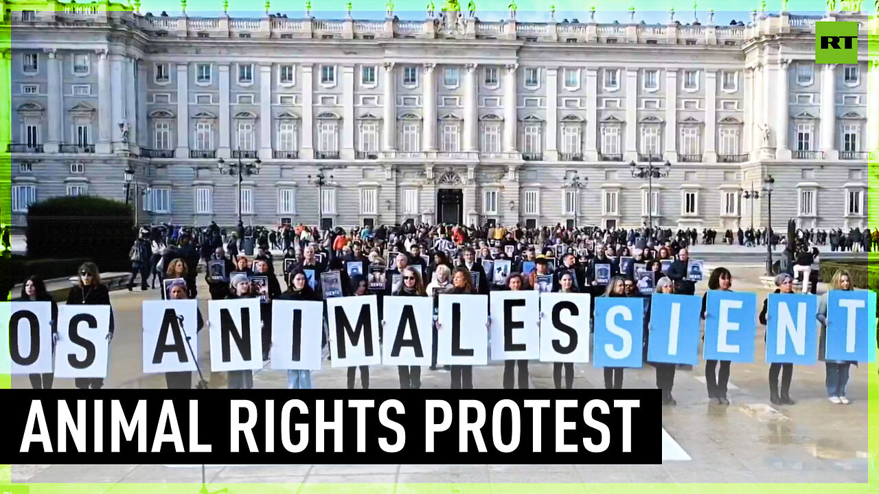 'Animal suffering has to end' | Activists protest in Madrid