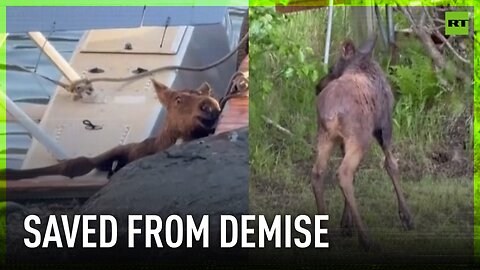 Alaskans come to the rescue of baby moose