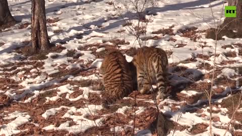 Tiger cubs represent hope for species’ survival