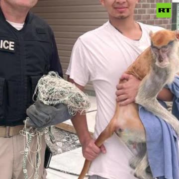 Monkey goes on 24-hour beer and crime rampage before being caught by cops