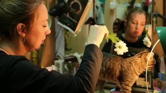 Meoscars