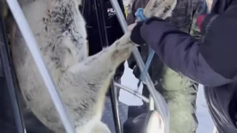 Frosty Rescue
