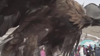 Birds of Prey
