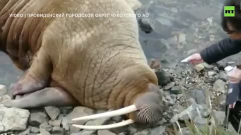 Rescuers save stranded walrus in Russia's Far East