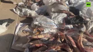 This smells fishy! Russia’s FSB seizes 2.6 tons of illegally harvested sturgeon