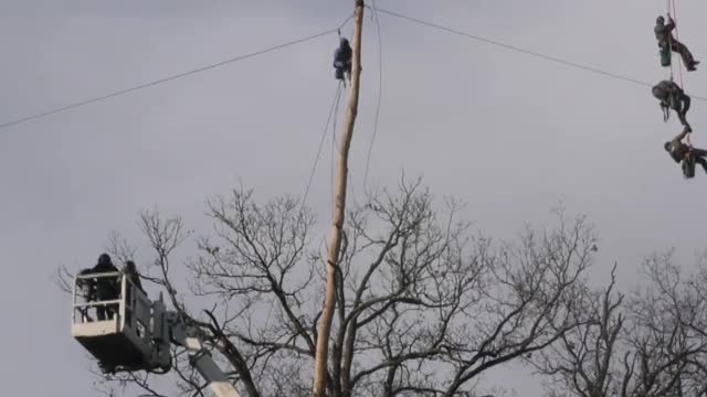 Tree Arrests