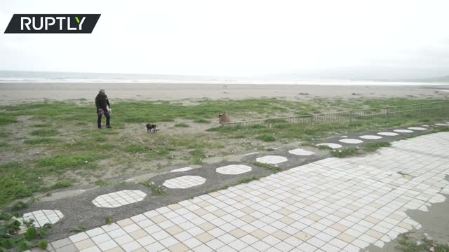 Eco-conscious duo | Boston terrier and owner clean beach of debris in Japan