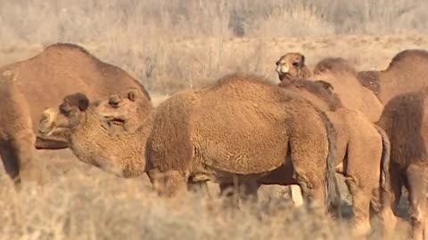 Camel Couture