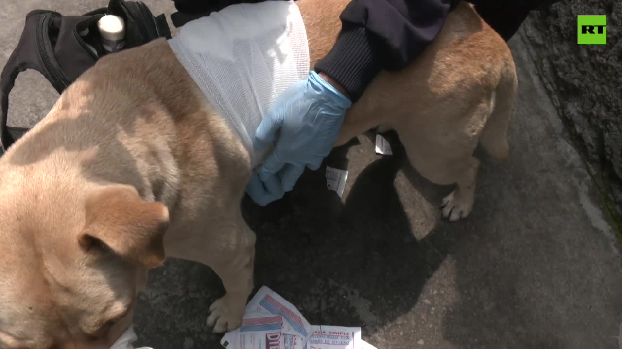 Veterinary paramedic rescues animals in Mexico