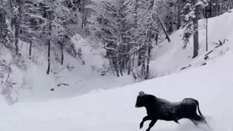 Snow Bull Run