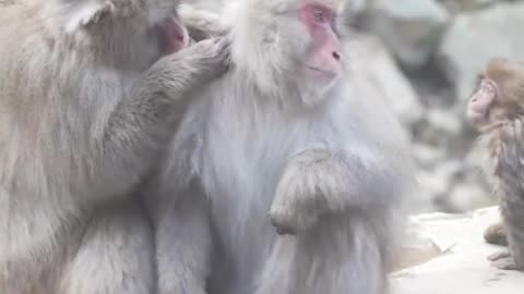 Monkey Spa