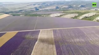 One of the Europe’s largest lavender fields blossoms in Crimea