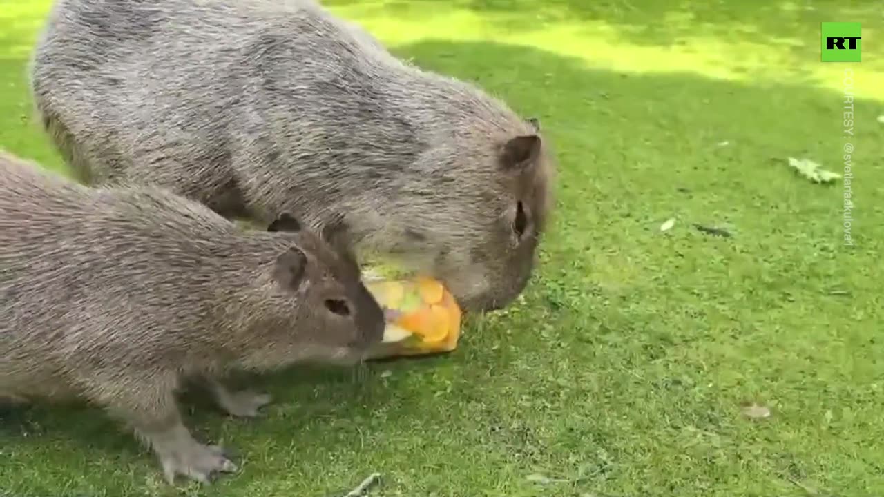 Capybaras share icy snack amid record-breaking heat in Moscow