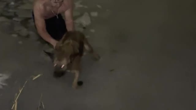 Iced