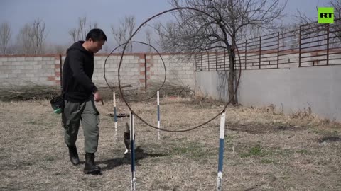 Retired Chinese soldier trains a cat to perform special forces tasks