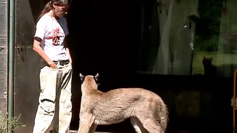 Cougar Caretaker