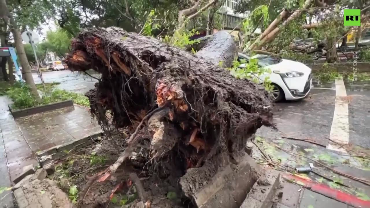 Miraculous escape | Taxi driver survives tree crash during Typhoon Kong-rey