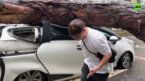 Miraculous escape | Taxi driver survives tree crash during Typhoon Kong-rey