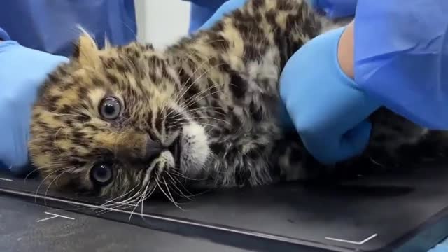 Wildcat Rescue