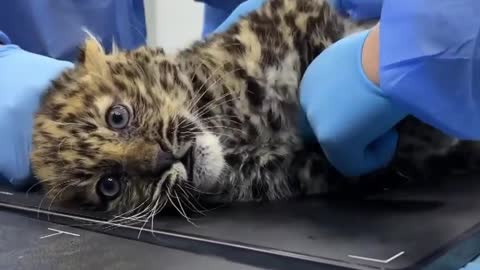 Wildcat Rescue