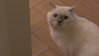 Feline Getaways