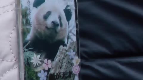 Panda Byes