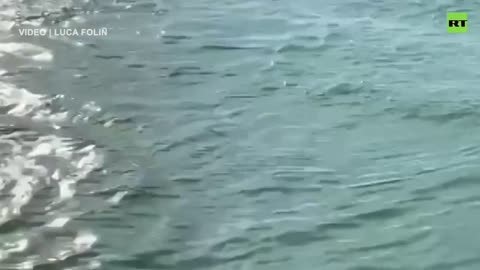 They're back! A pair of dolphins visit Venice's Grand Canal