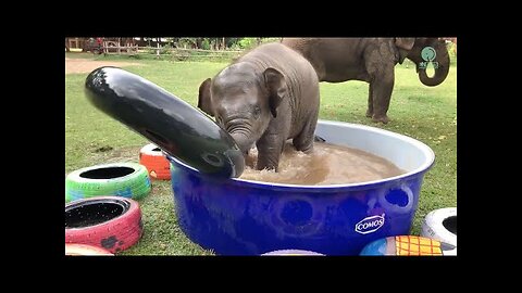 Top Ten Baby Elephants At Play - Elephantnews