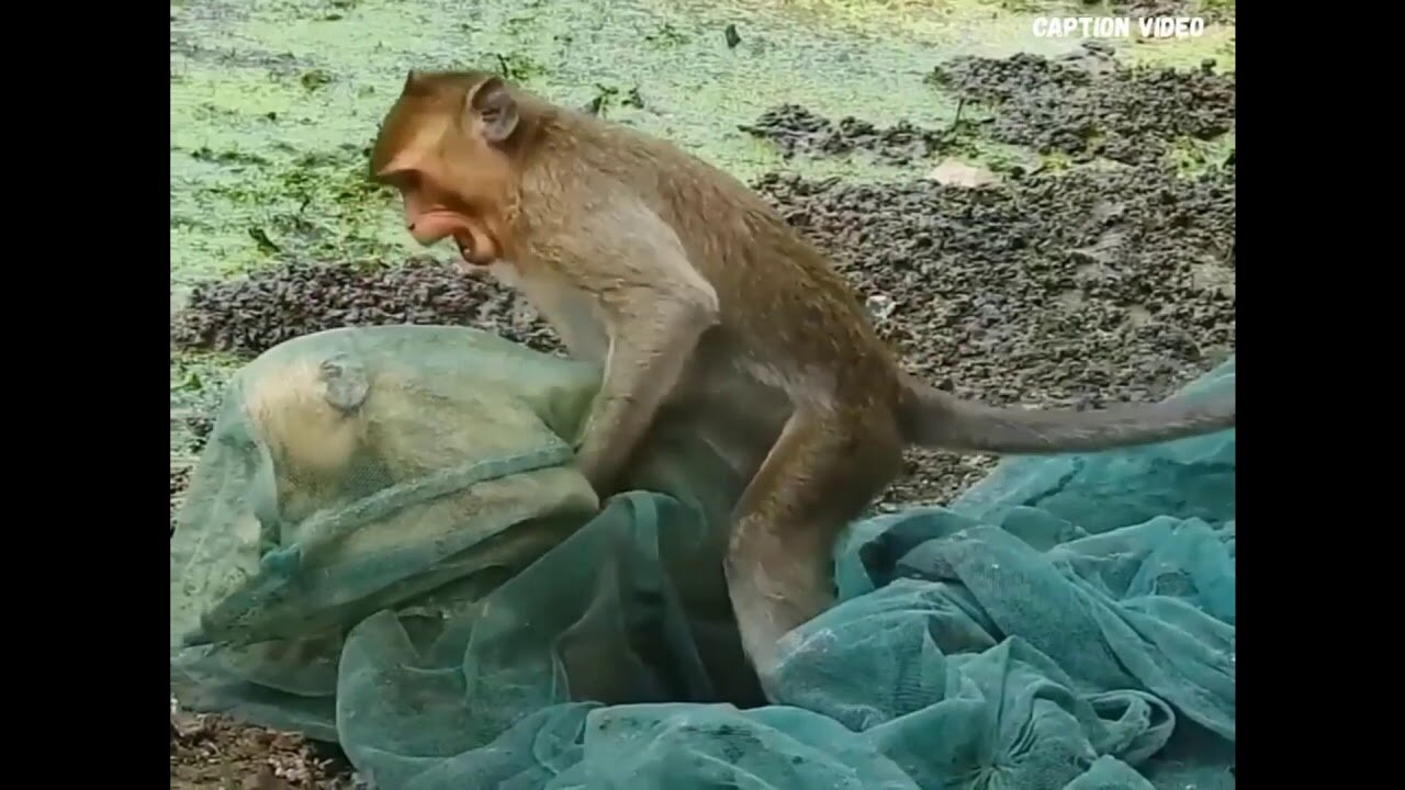 Crazy Cats and Monkeys fighting