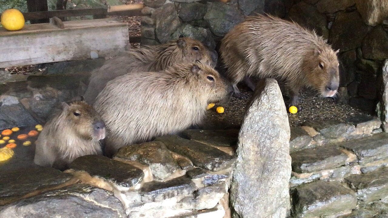 Capybaras in the bath