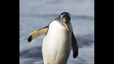 King And Gentoo Penguins