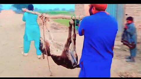 Like Father like Son | funny vedio | Team249 | Hafiz Tanveer mughal