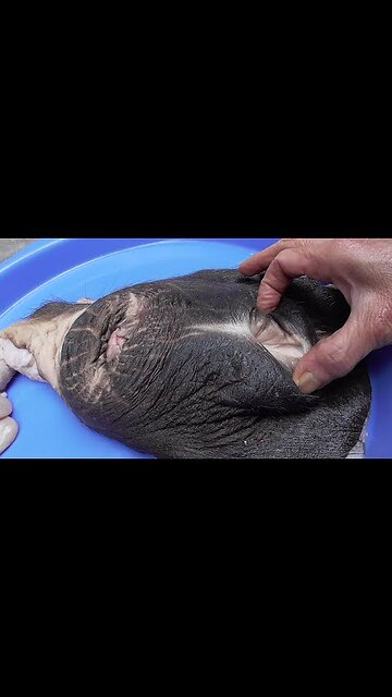 Shocking food in the world ( cow vagina)