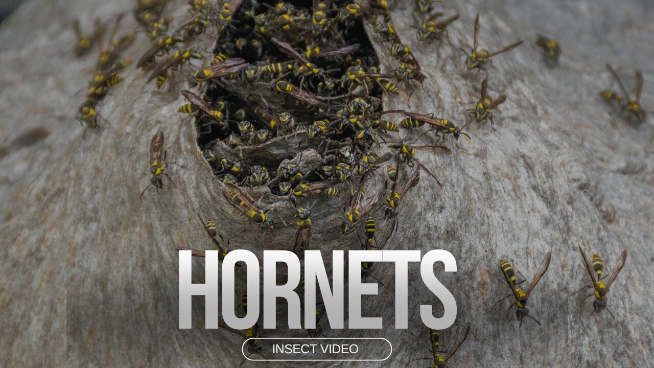 HORNETS Are Taking Over Your Backyard!