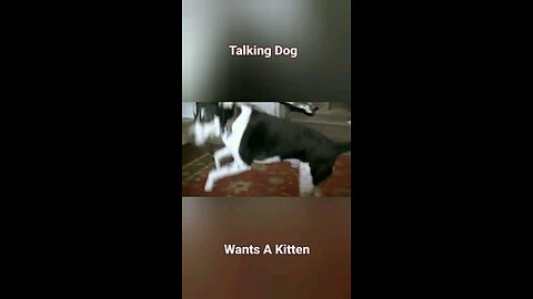 Talking Dog Wants A Kitten Companion