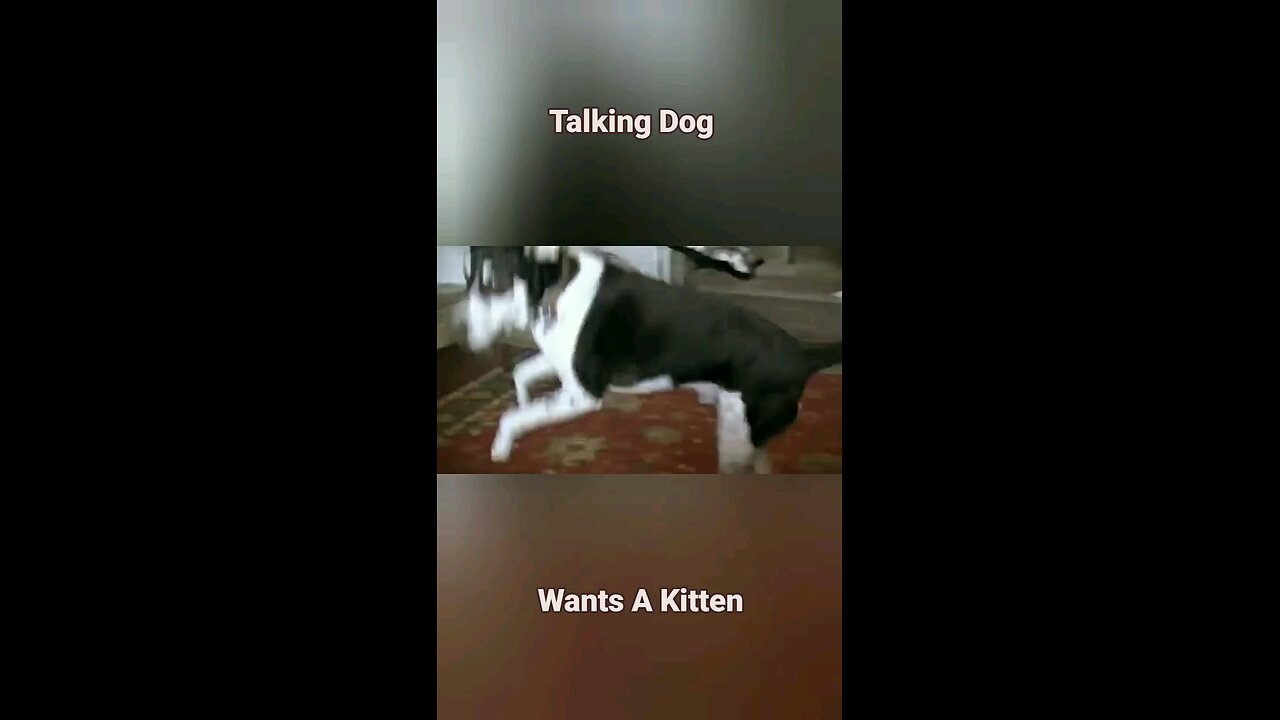 Talking Dog Wants A Kitten Companion