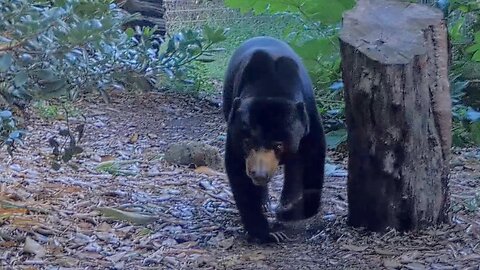 Sun Bear Hilarious Walkabout Quirky Strolls at Perth Australia