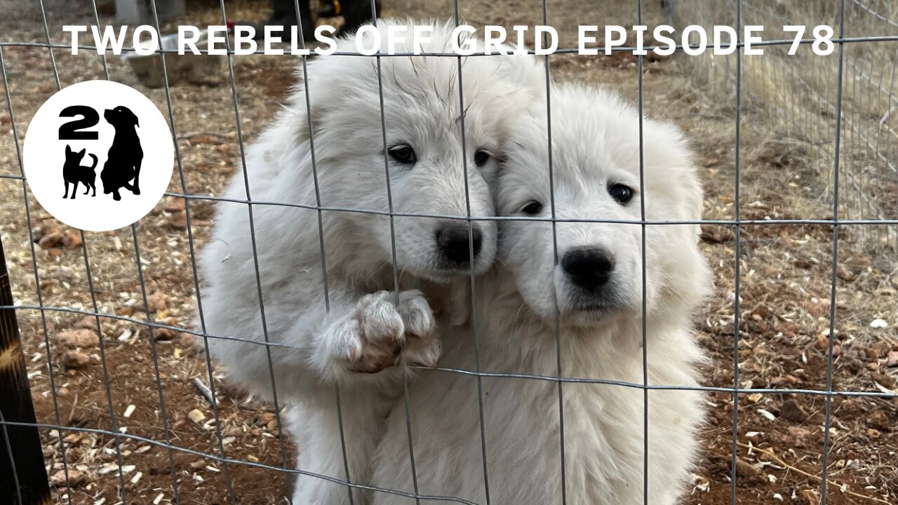 Great Pyrenees Puppies To Protect Our Off Grid Arizona Homestead