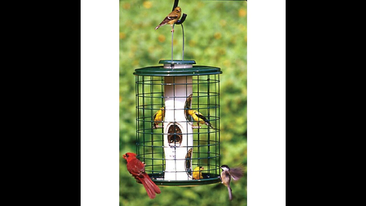 Gift Essentials Cardinal Suet Feeder Holds One Suet or Seed Cake, Includes Hanging Chain and Sn...