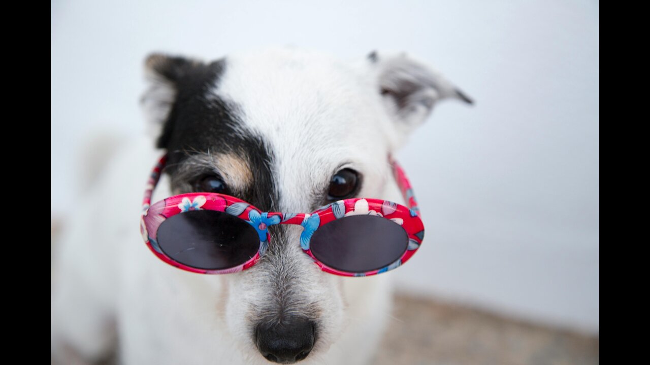 Pet-tacular Comedy Hour: Roll-on-the-Floor Laughs Guaranteed!