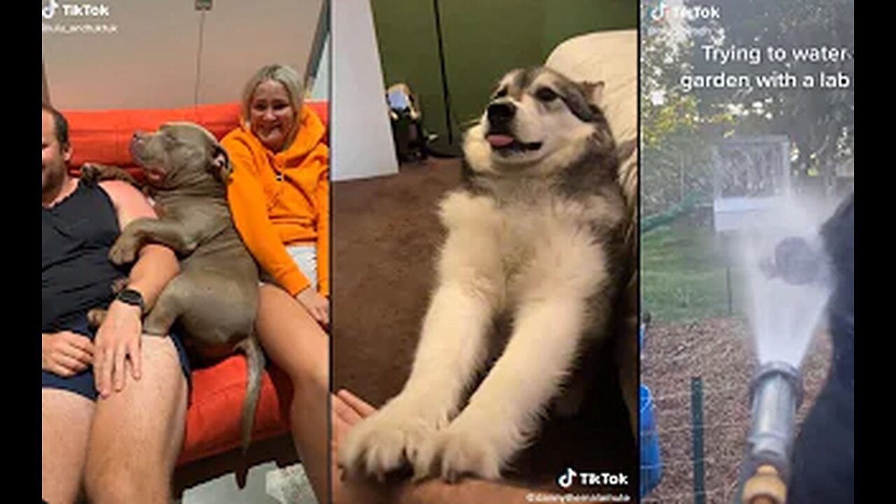 When your pet is funnier than you