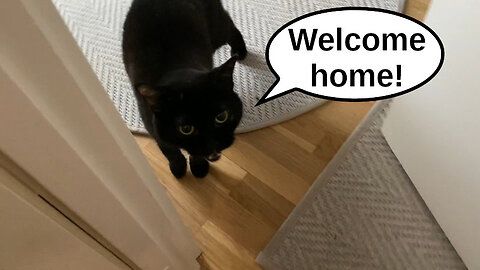 Vilma Cat Welcomes Human Home