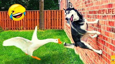 Funny Animal Videos 2023|HD|Part 2