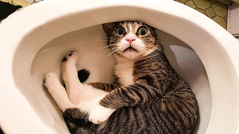 The Cat Sitting on the Toilet #Funny