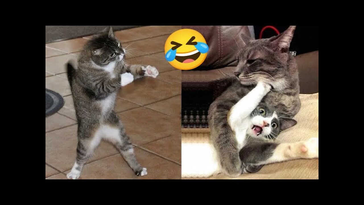 Best Funniest Animals Videos